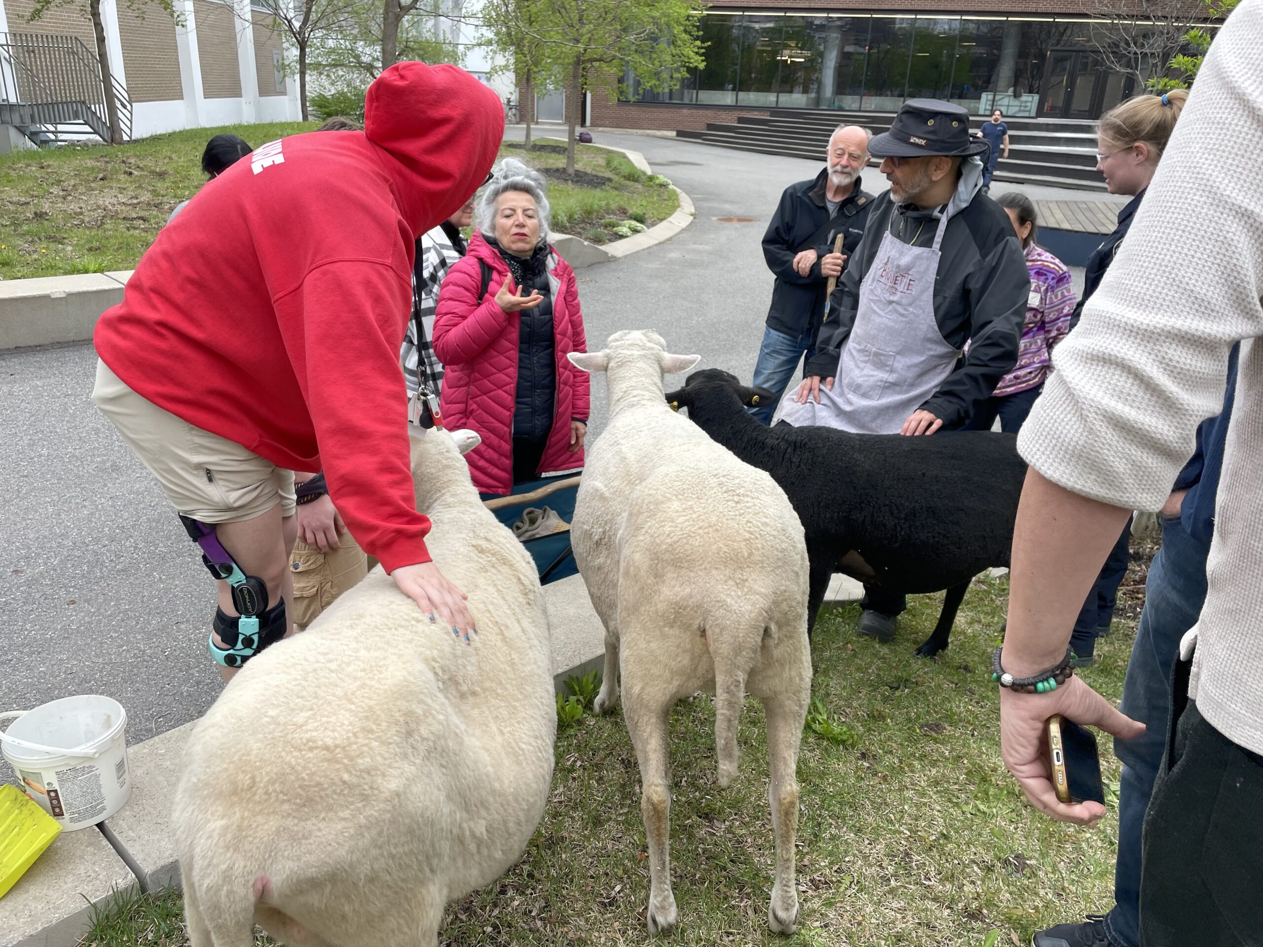 Zoothérapie avec les moutons et mini-transhumance