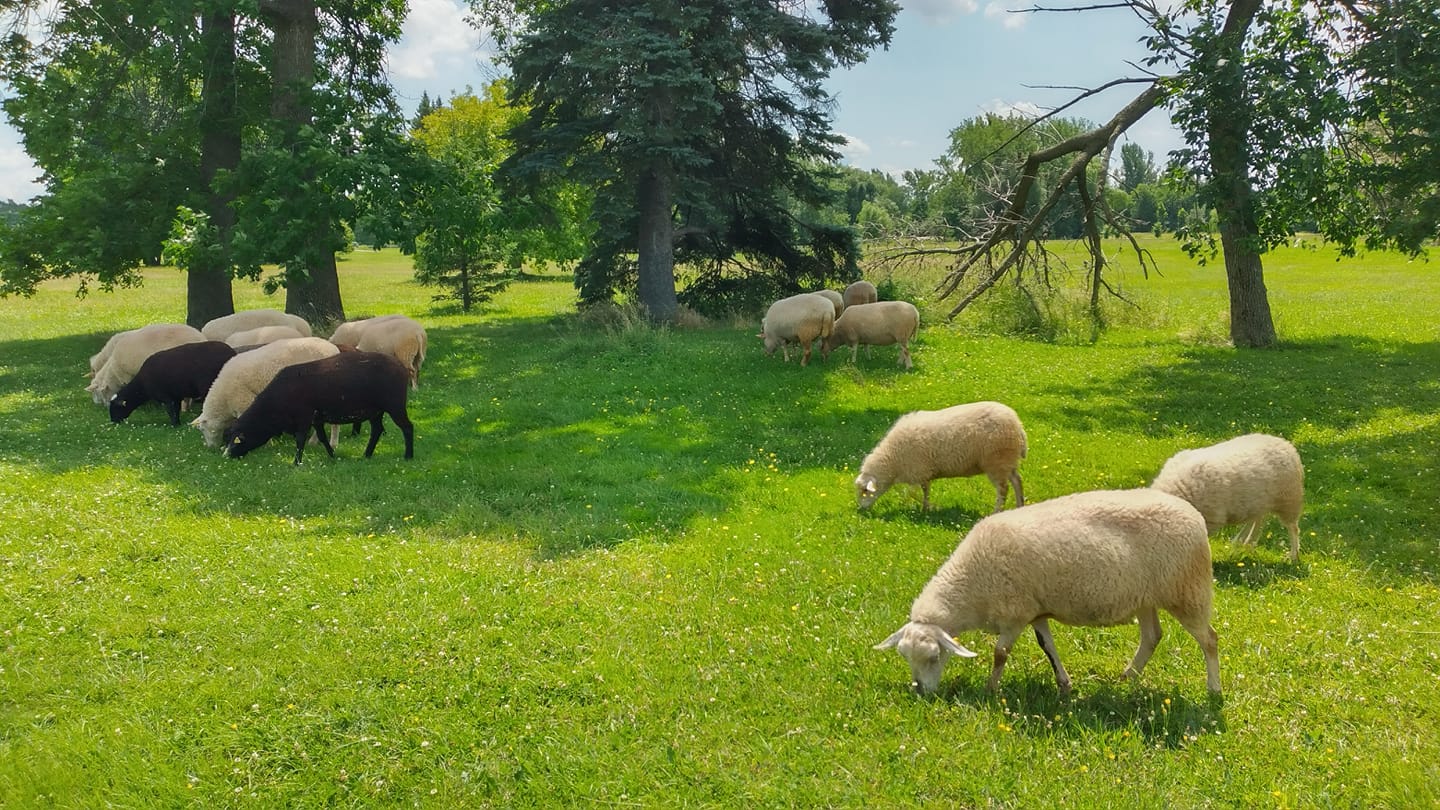 C’est le printemps ! Jour de tonte des moutons de Biquette – Écopâturage