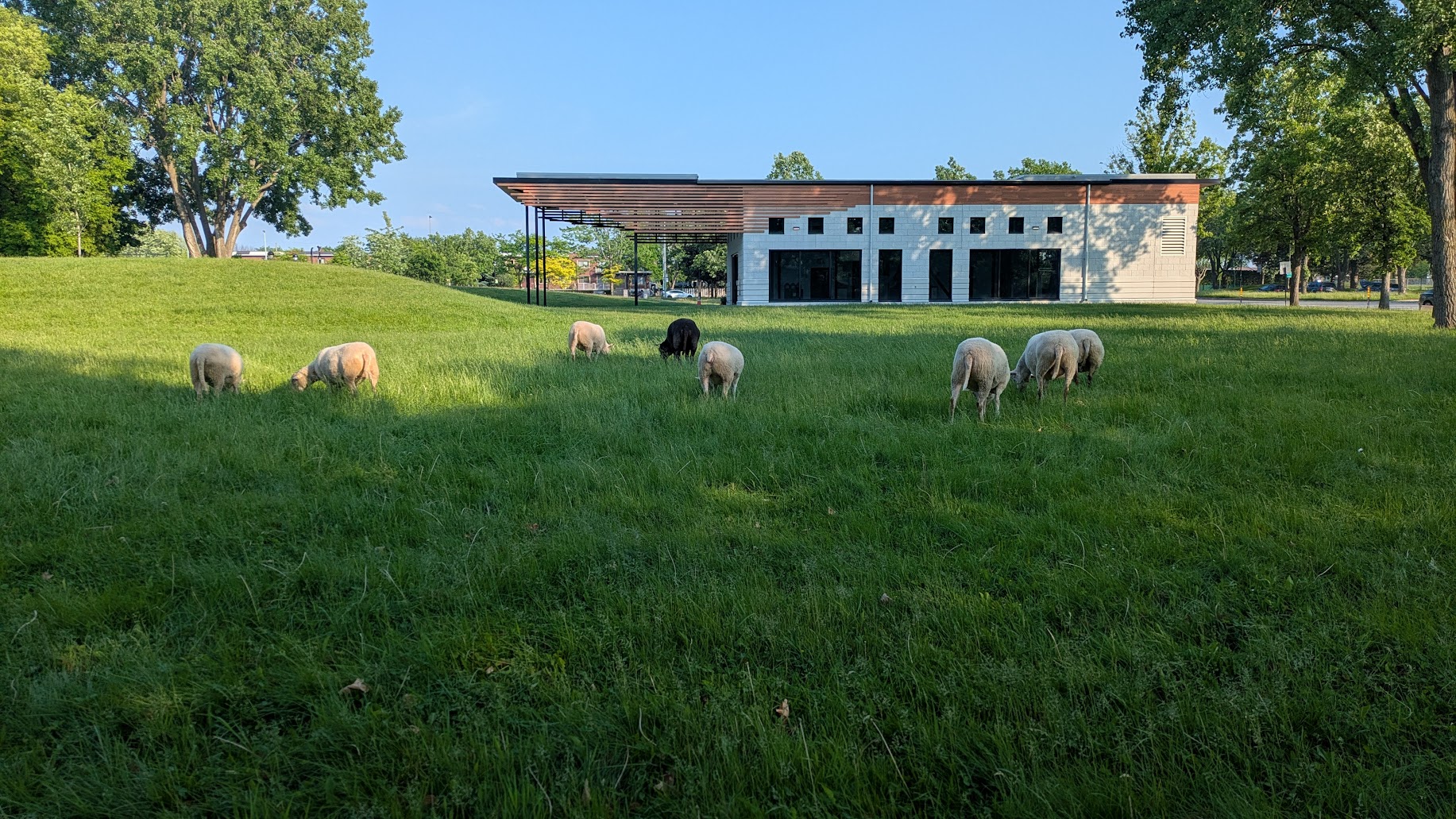 Les Prairies de Biquette - Biquette-Écopâturage