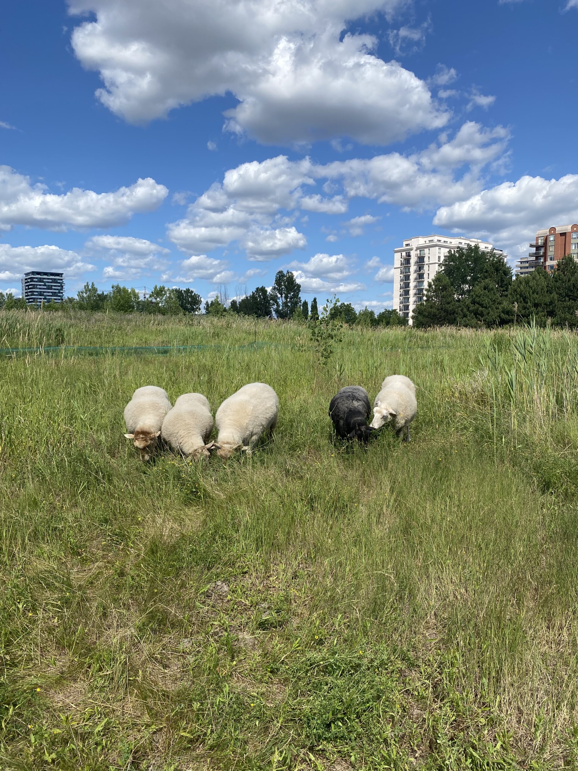 Où sont les moutons? - Biquette-Écopâturage